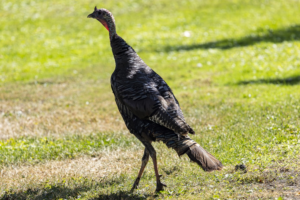 Wild Turkey - Jef Blake