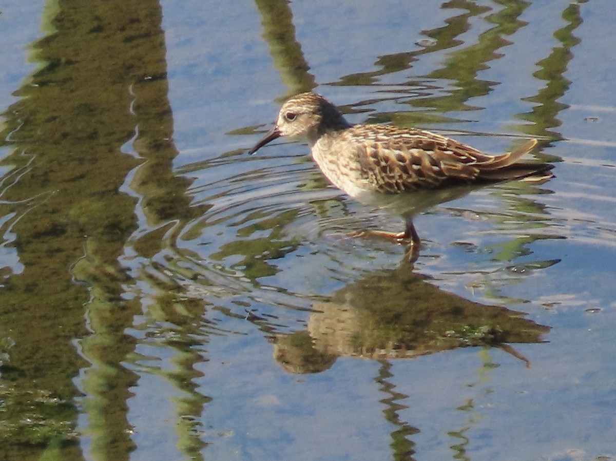 Least Sandpiper - ML622638589