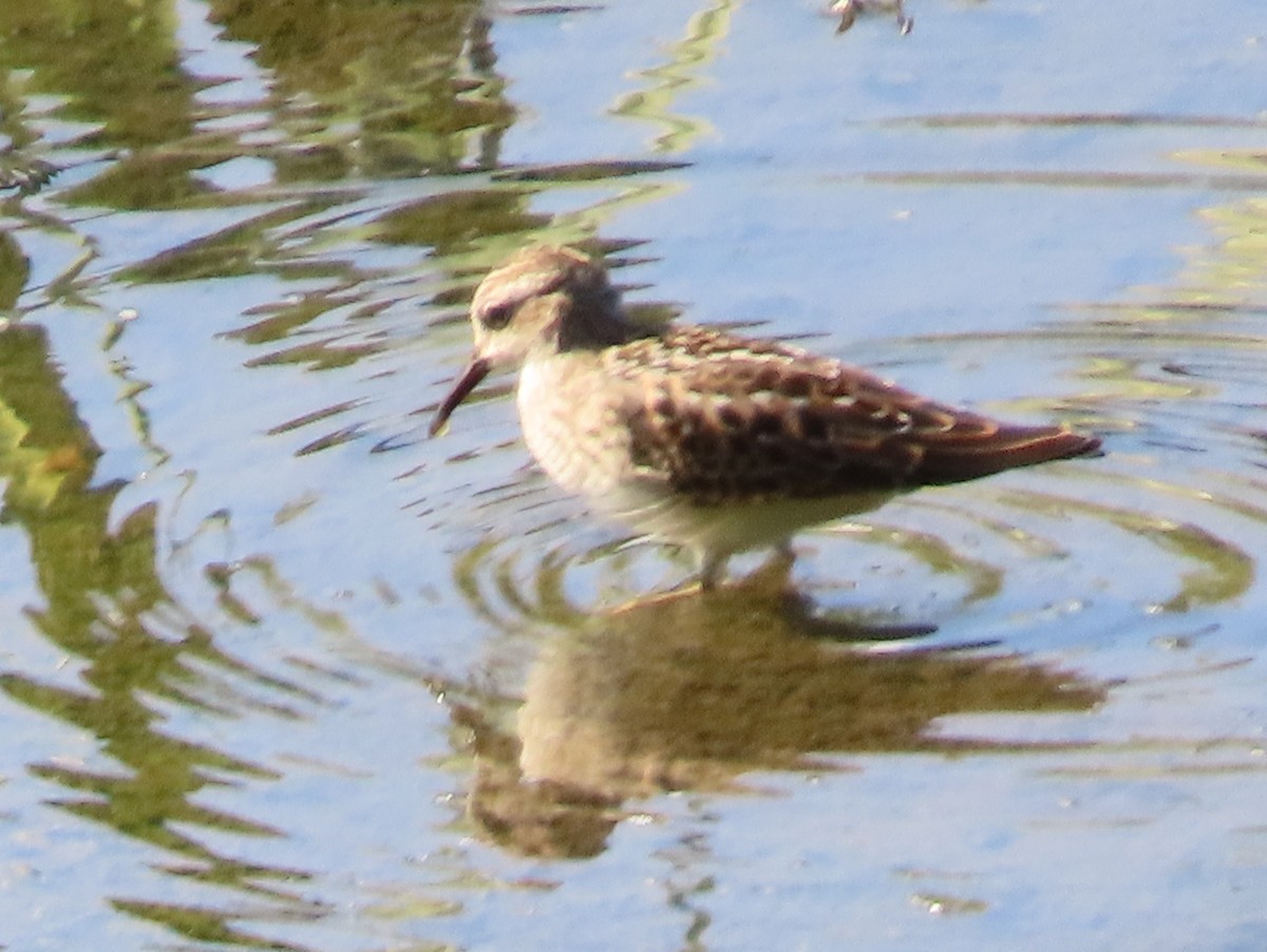 Least Sandpiper - ML622638590