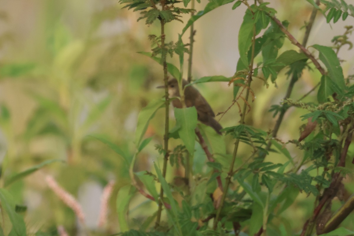 Common Reed Warbler (African) - ML622638648