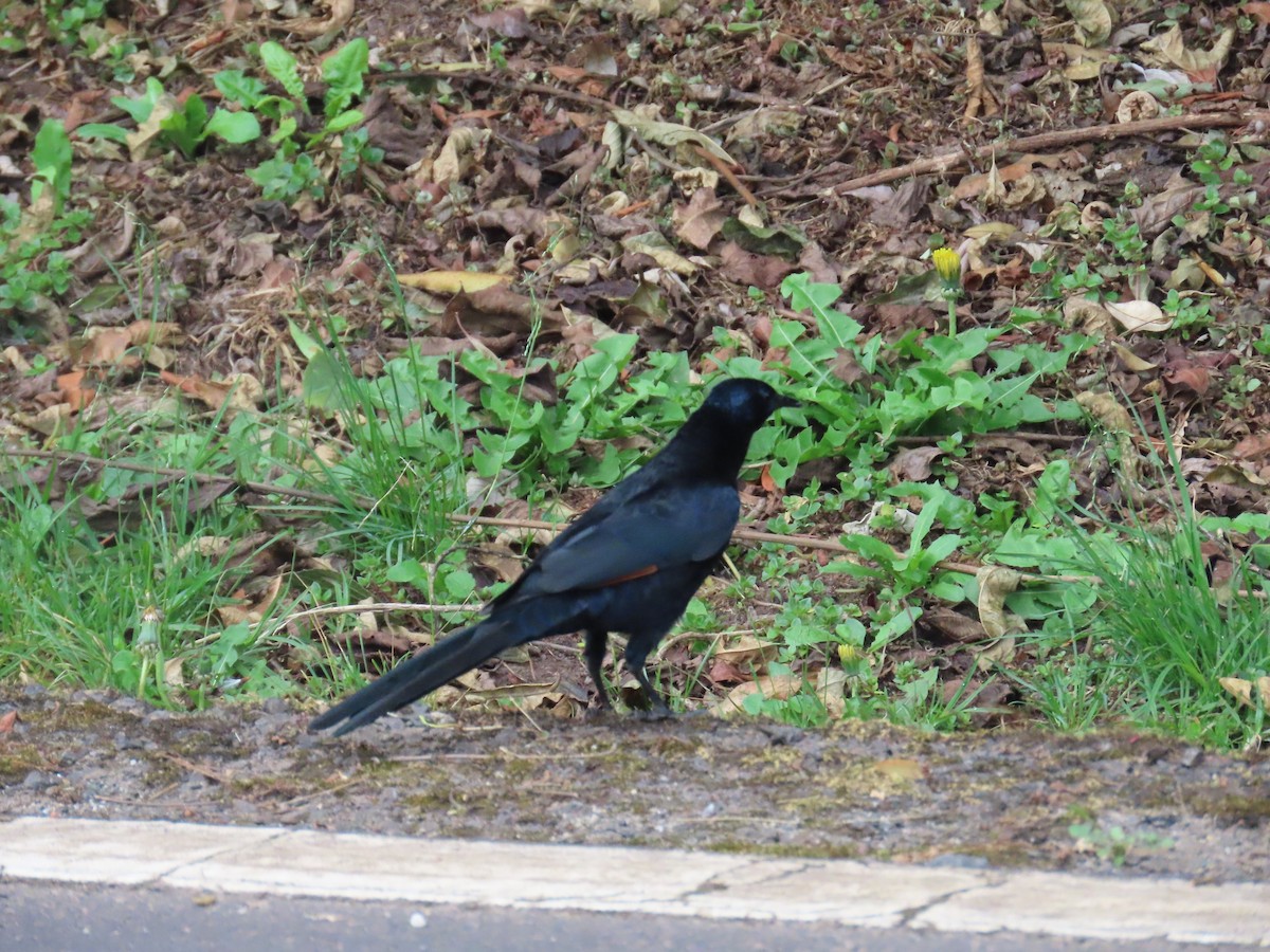 Slender-billed Starling - ML622638667