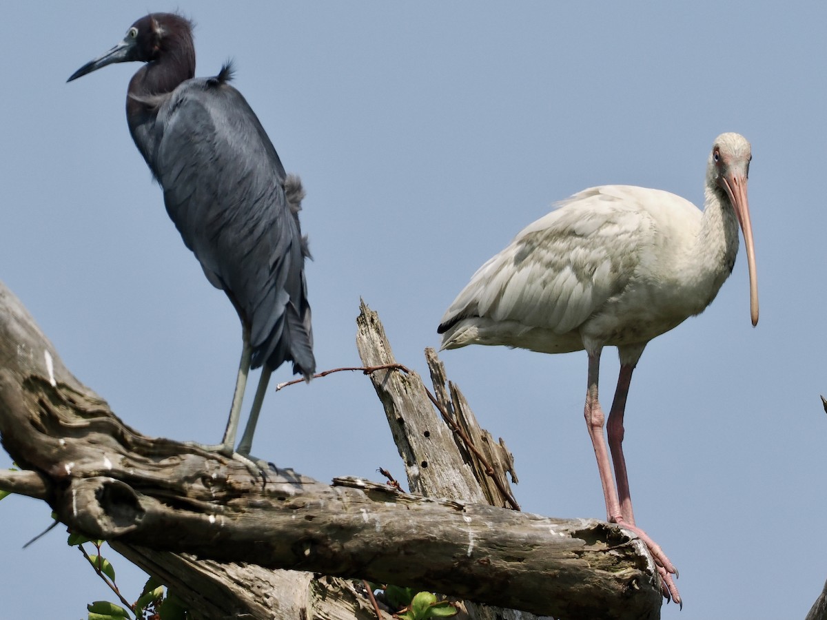 White Ibis - ML622638669