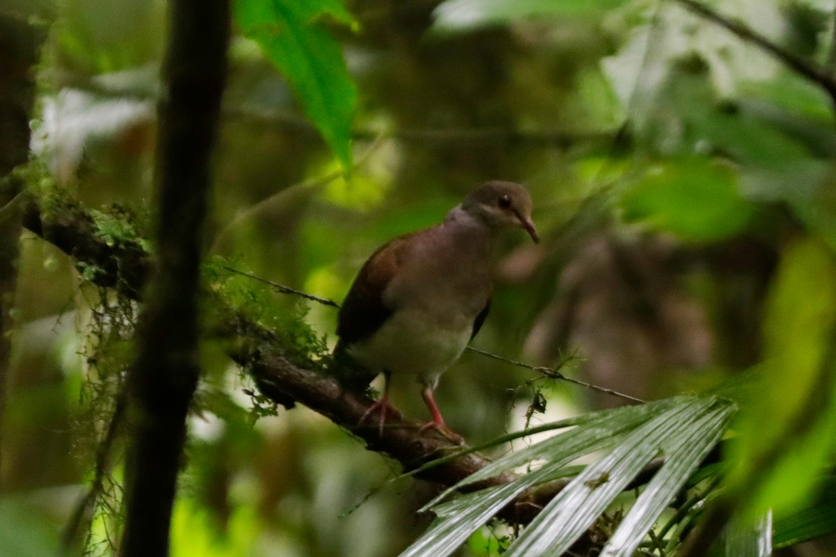 Violaceous Quail-Dove - ML622638683