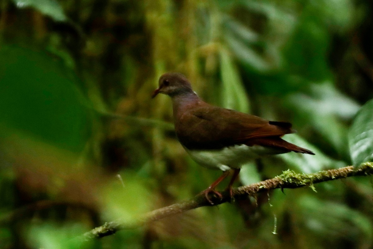 Violaceous Quail-Dove - ML622638691