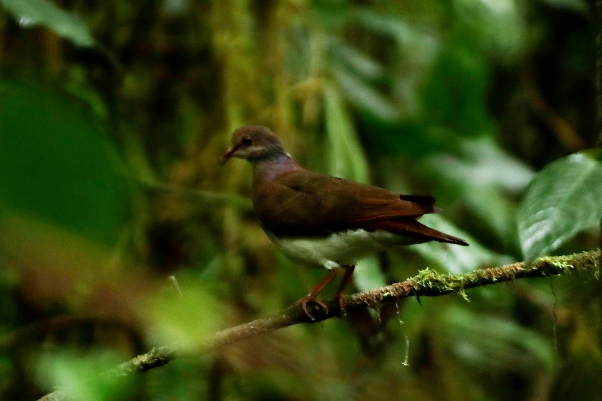 Violaceous Quail-Dove - ML622638693