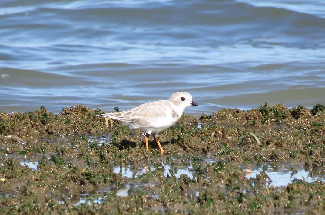 Piping Plover - ML622638698