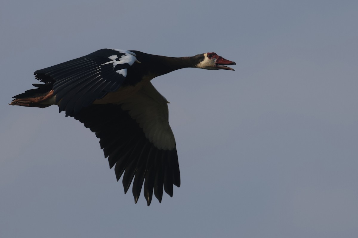 Spur-winged Goose - ML622638788