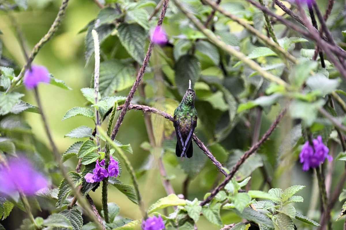 Blue-vented Hummingbird - ML622638806