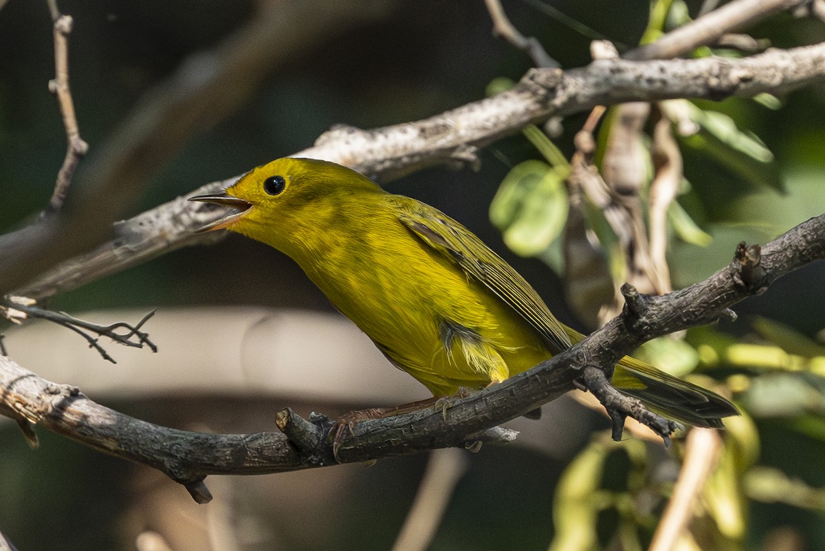 Wilson's Warbler - ML622638839