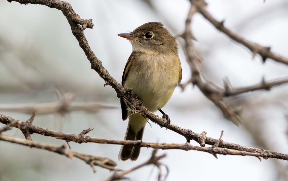 Least Flycatcher - ML622638858