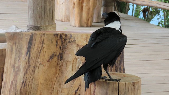 White-necked Raven - ML622638873