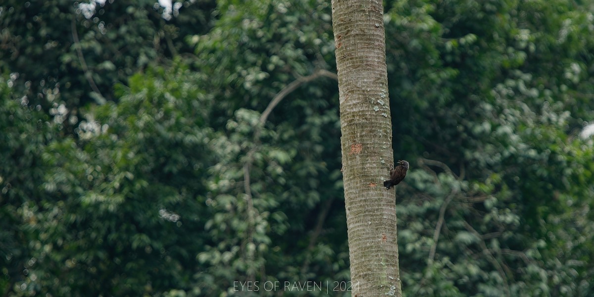 Gray-throated Barbet - ML622638908