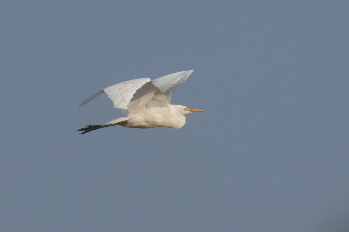 Yellow-billed Egret - ML622638914