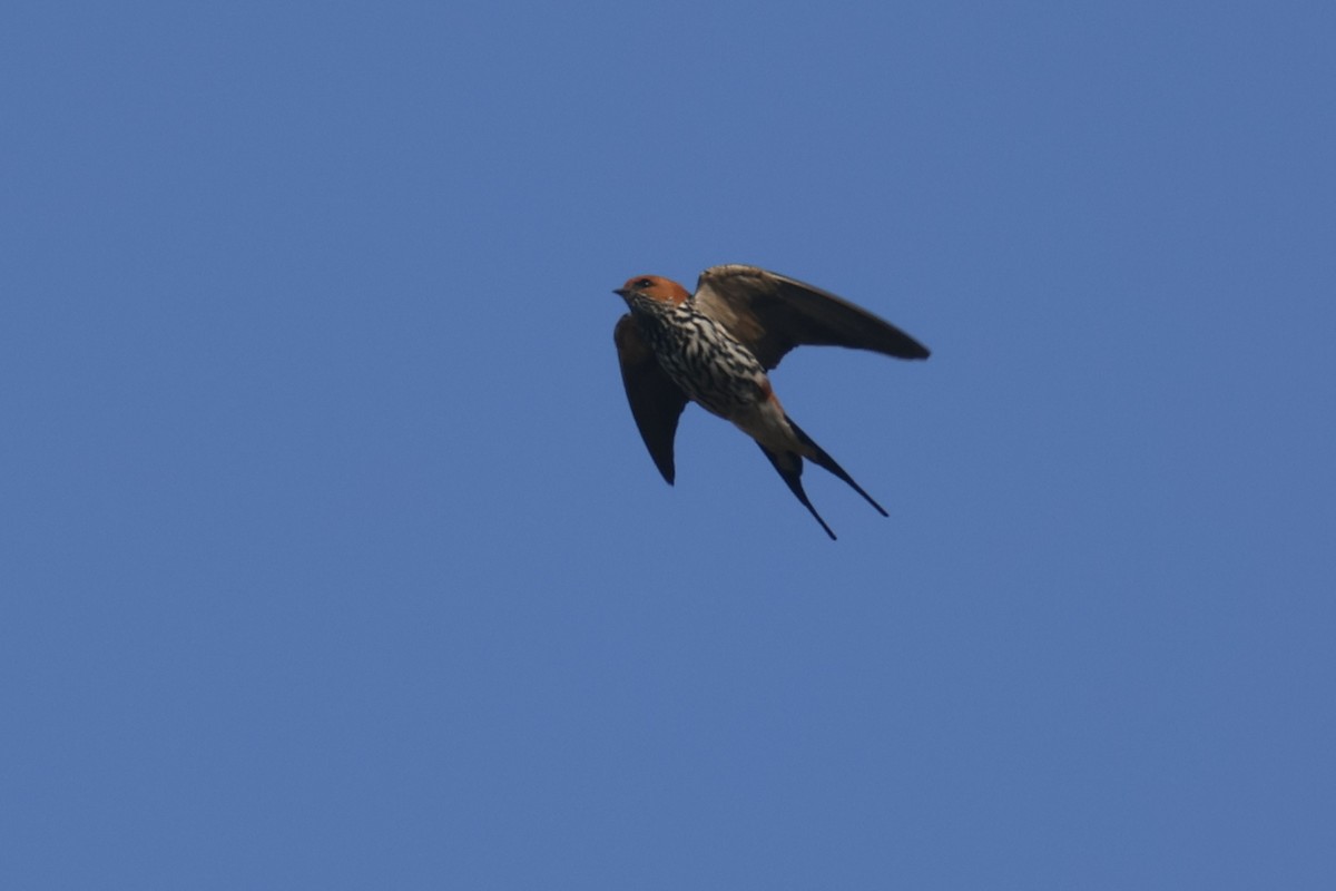 Lesser Striped Swallow - ML622638924