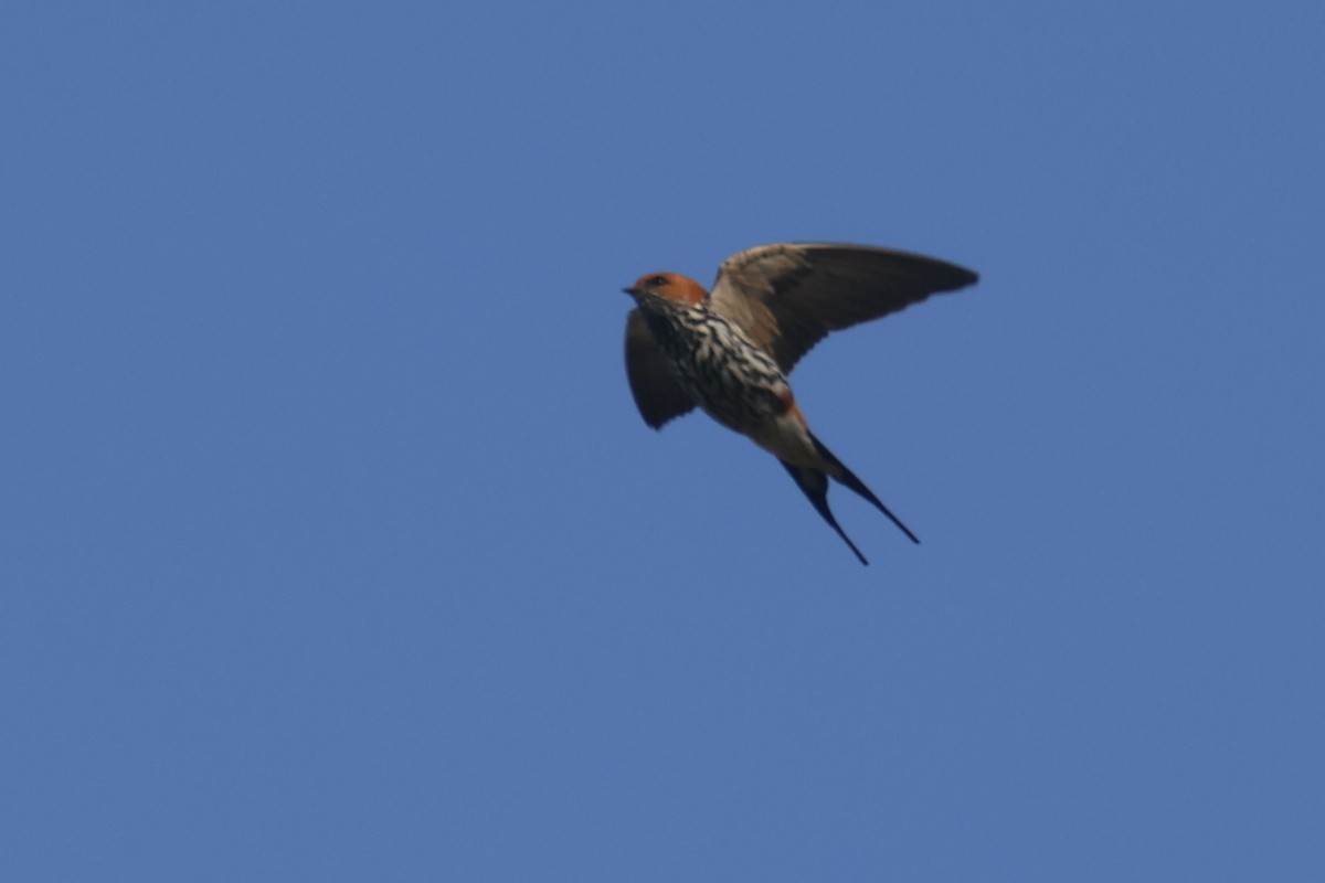 Lesser Striped Swallow - ML622638927