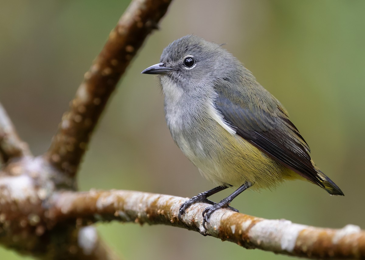 Black-sided Flowerpecker - ML622638948