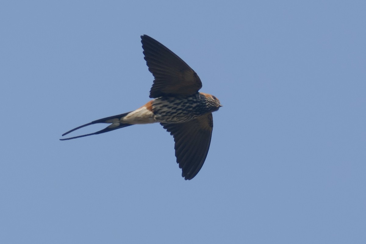 Lesser Striped Swallow - ML622638969