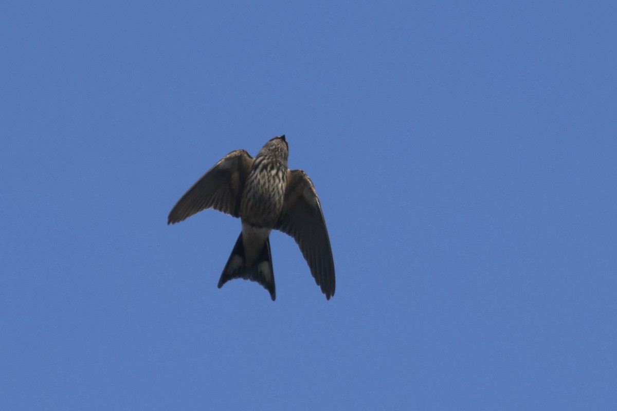 Lesser Striped Swallow - ML622638977