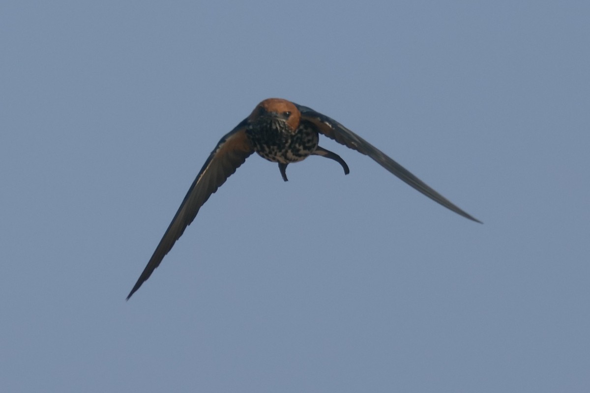 Lesser Striped Swallow - ML622638991