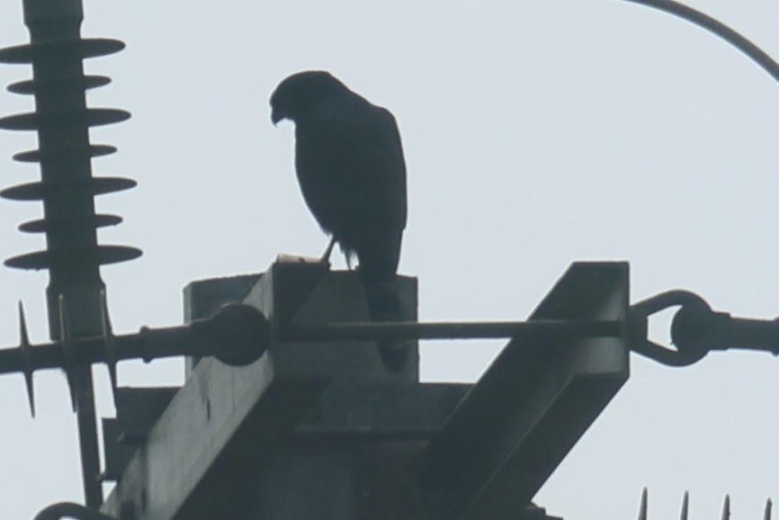 African Goshawk - ML622639022