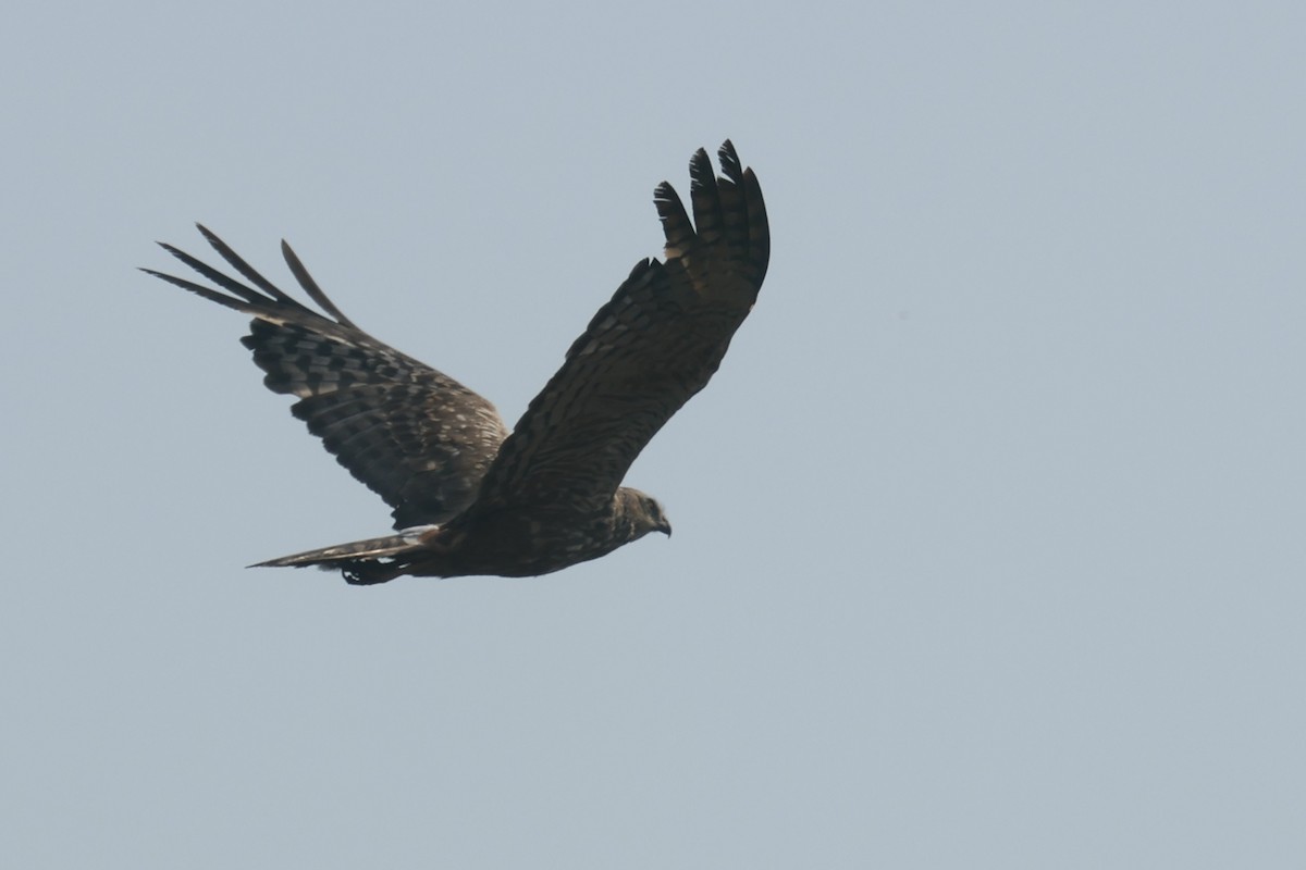 African Harrier-Hawk - ML622639037