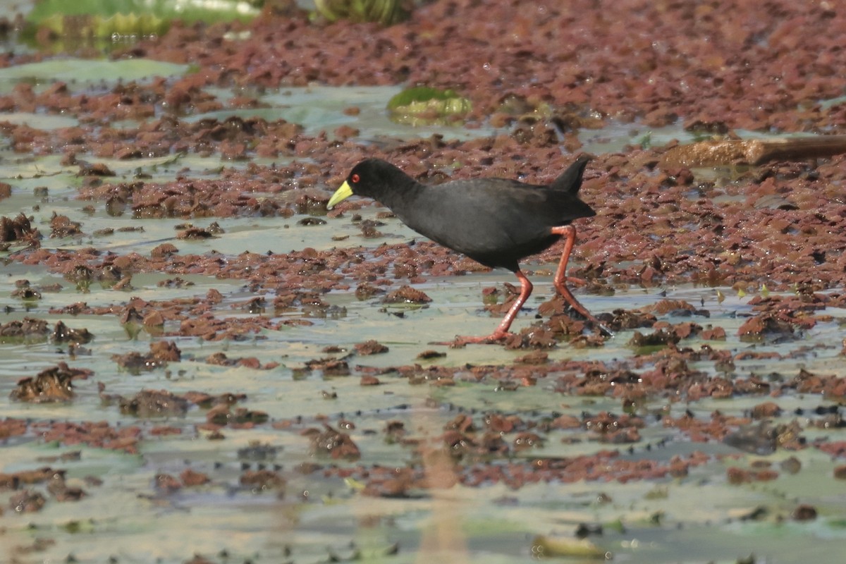 Black Crake - ML622639041