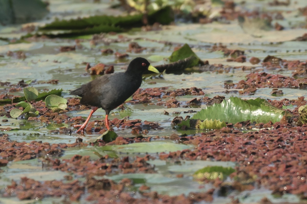 Black Crake - ML622639051