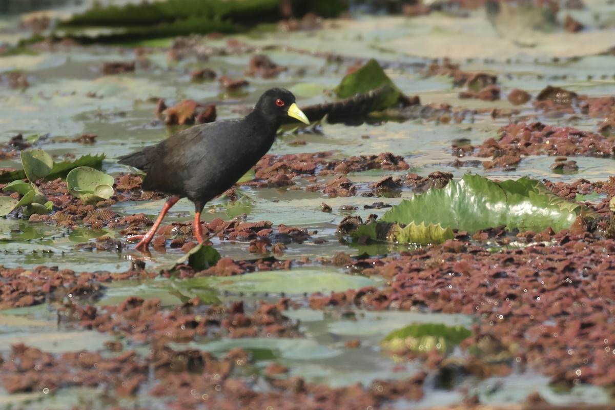 Black Crake - ML622639054