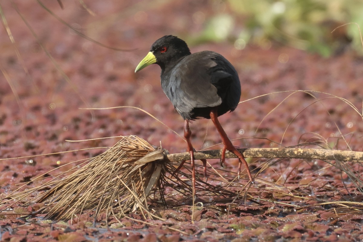 Black Crake - ML622639057