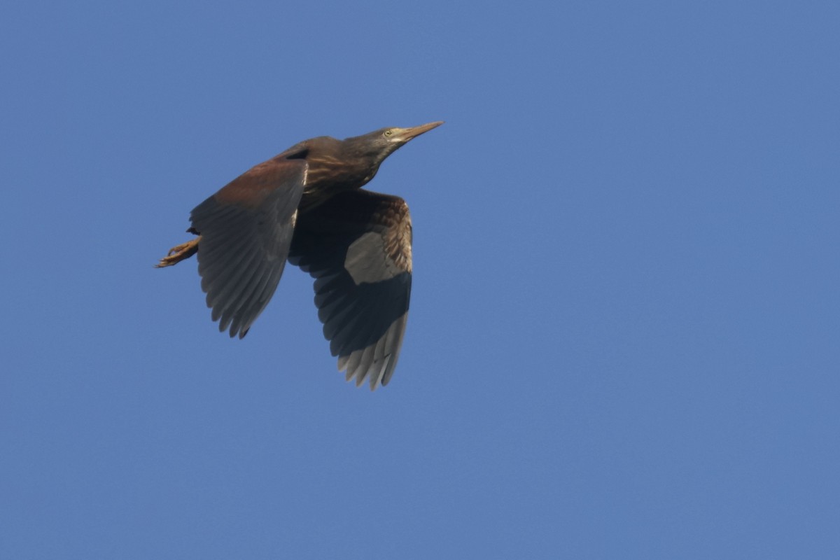 Rufous-bellied Heron - ML622639061