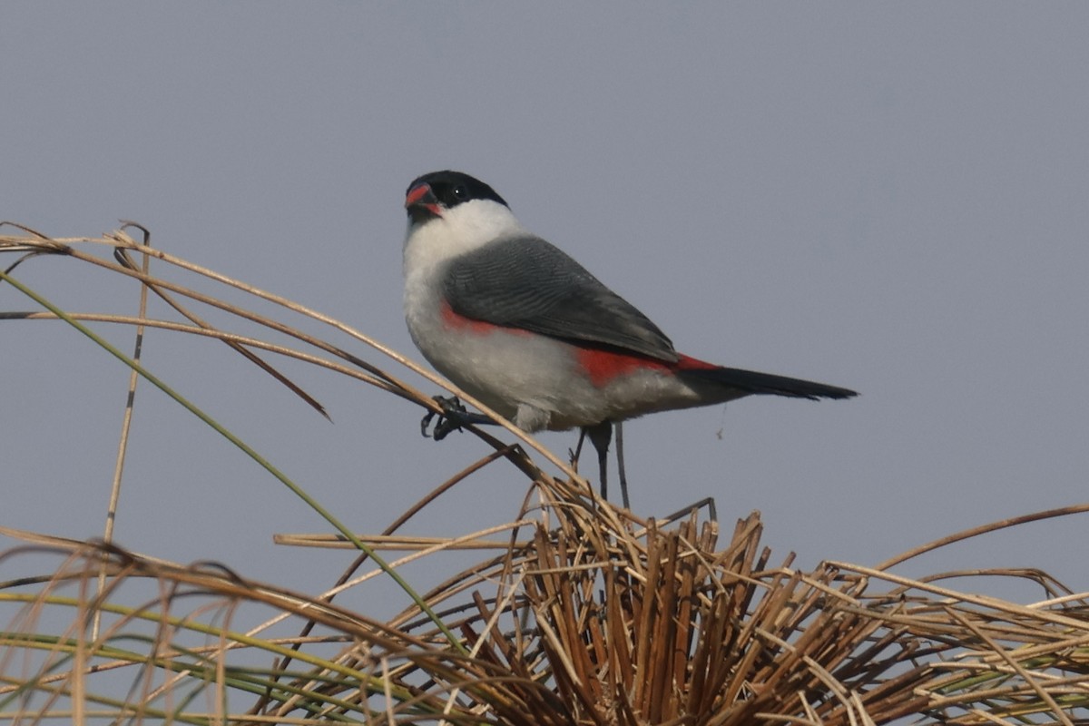 Black-crowned Waxbill - ML622639077