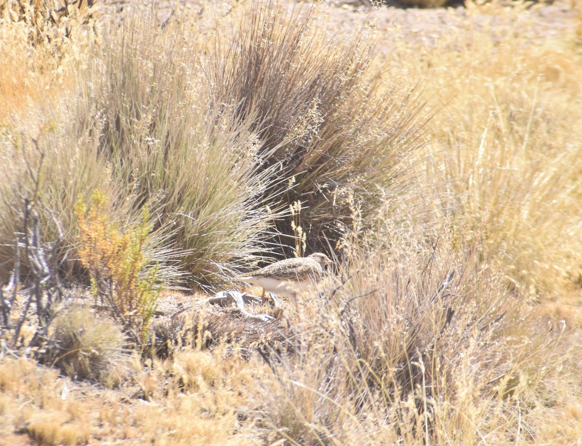 Gray-breasted Seedsnipe - Reynaldo Valdivia Reyes