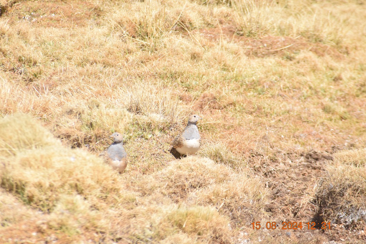 Gray-breasted Seedsnipe - ML622639151