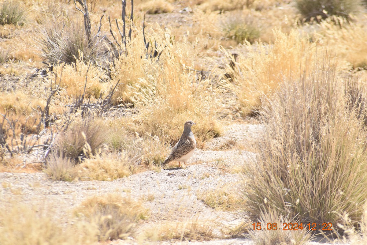 Gray-breasted Seedsnipe - ML622639155