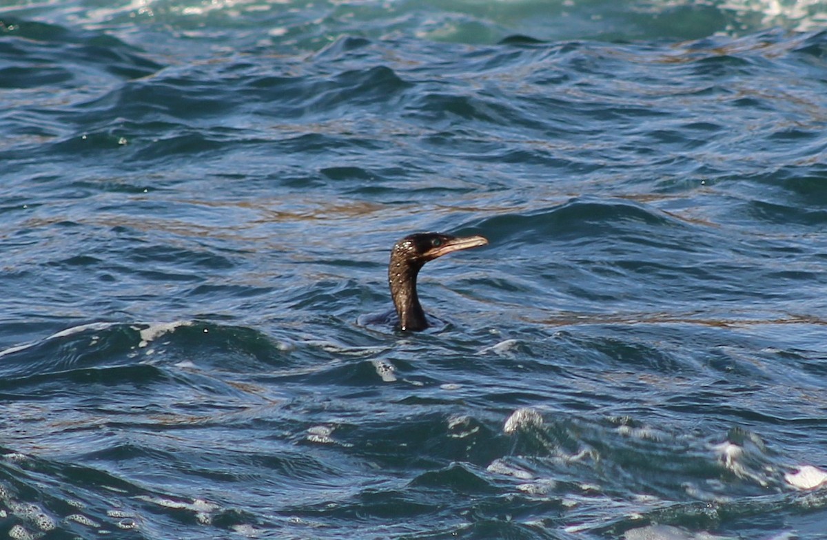 Neotropic Cormorant - ML622639181