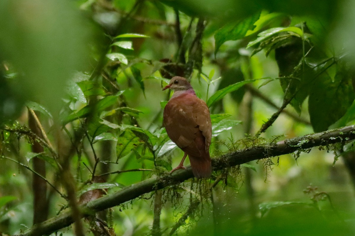 Violaceous Quail-Dove - ML622639234