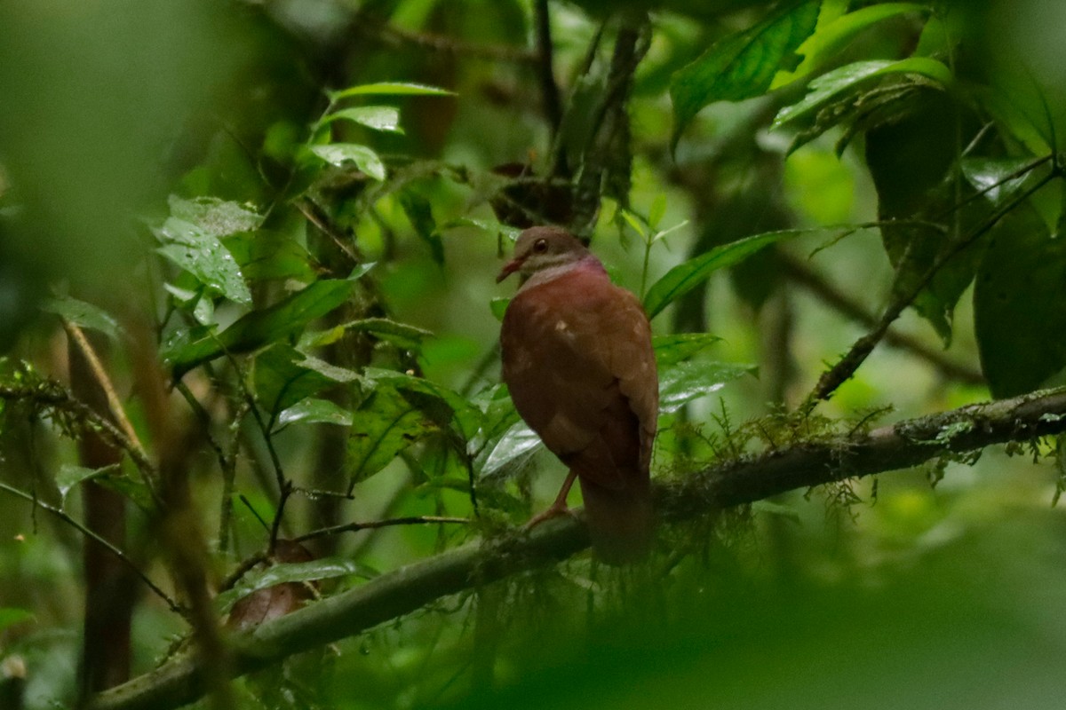 Violaceous Quail-Dove - ML622639235