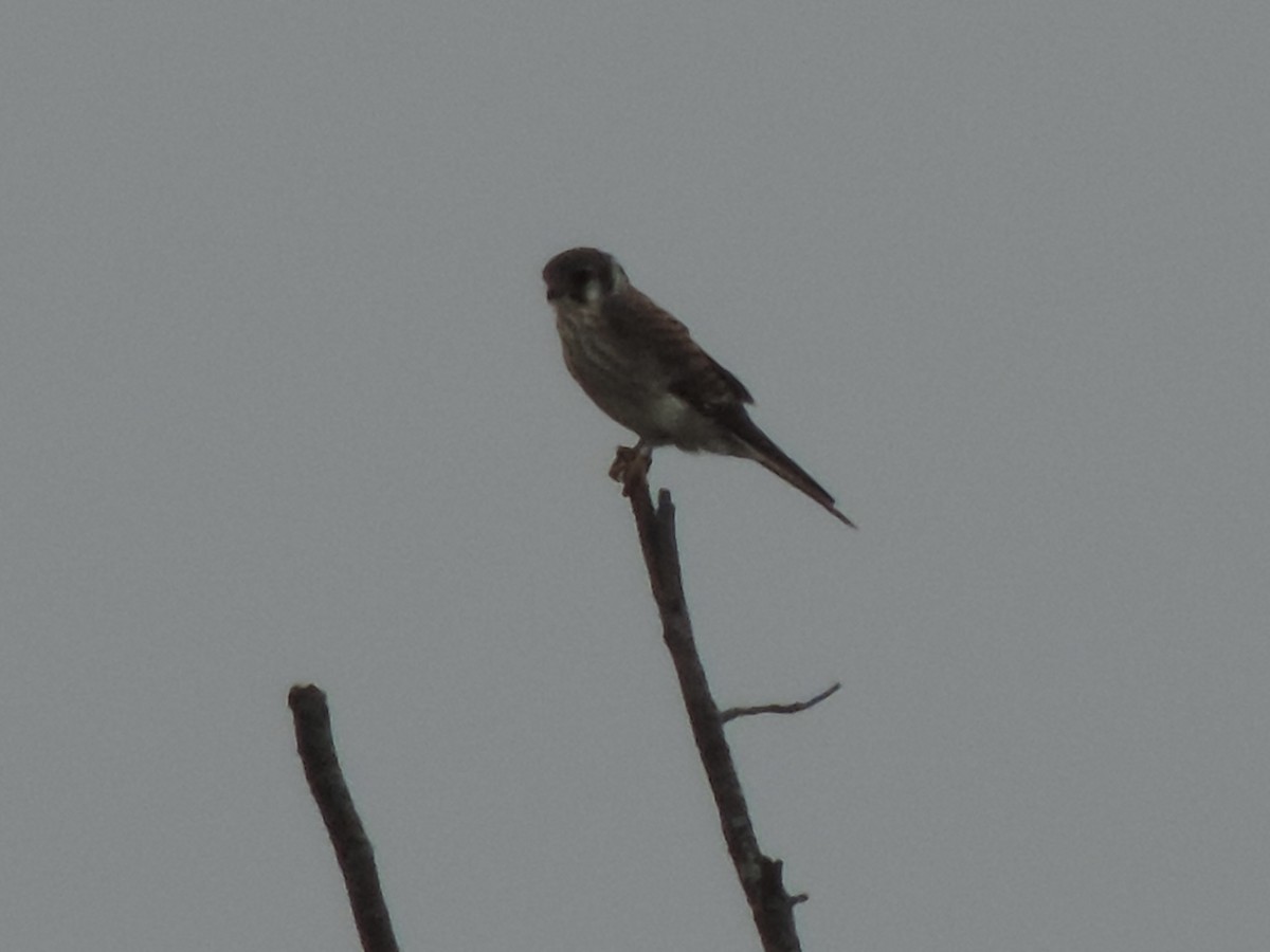 American Kestrel - ML622639237