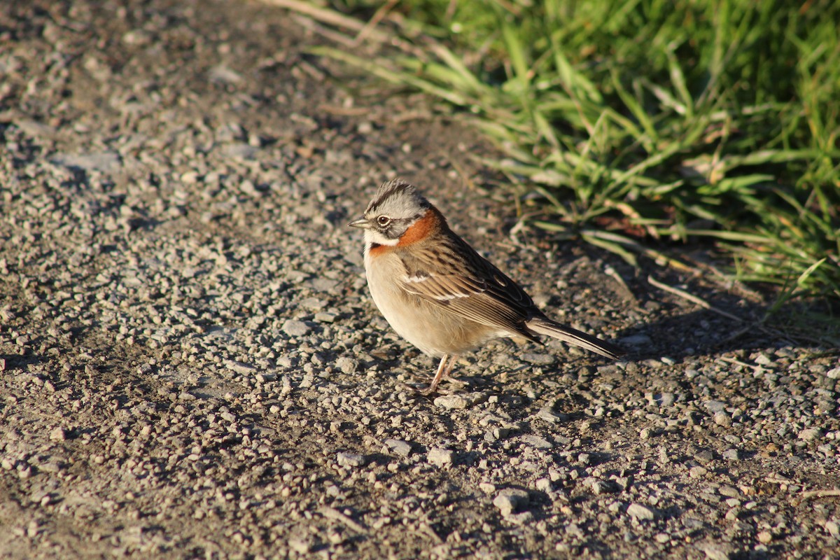 Rufous-collared Sparrow - ML622639245