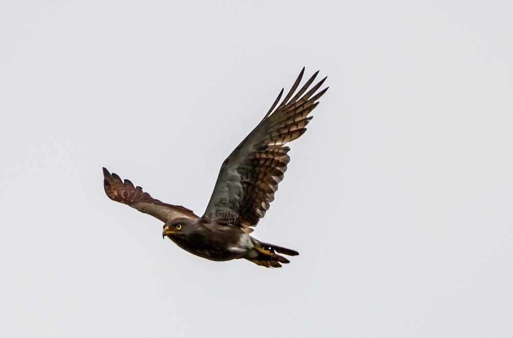 Rufous-winged Buzzard - ML622639259