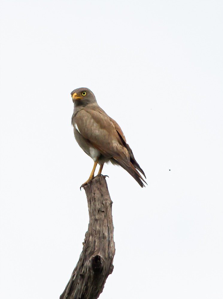 Rufous-winged Buzzard - ML622639260