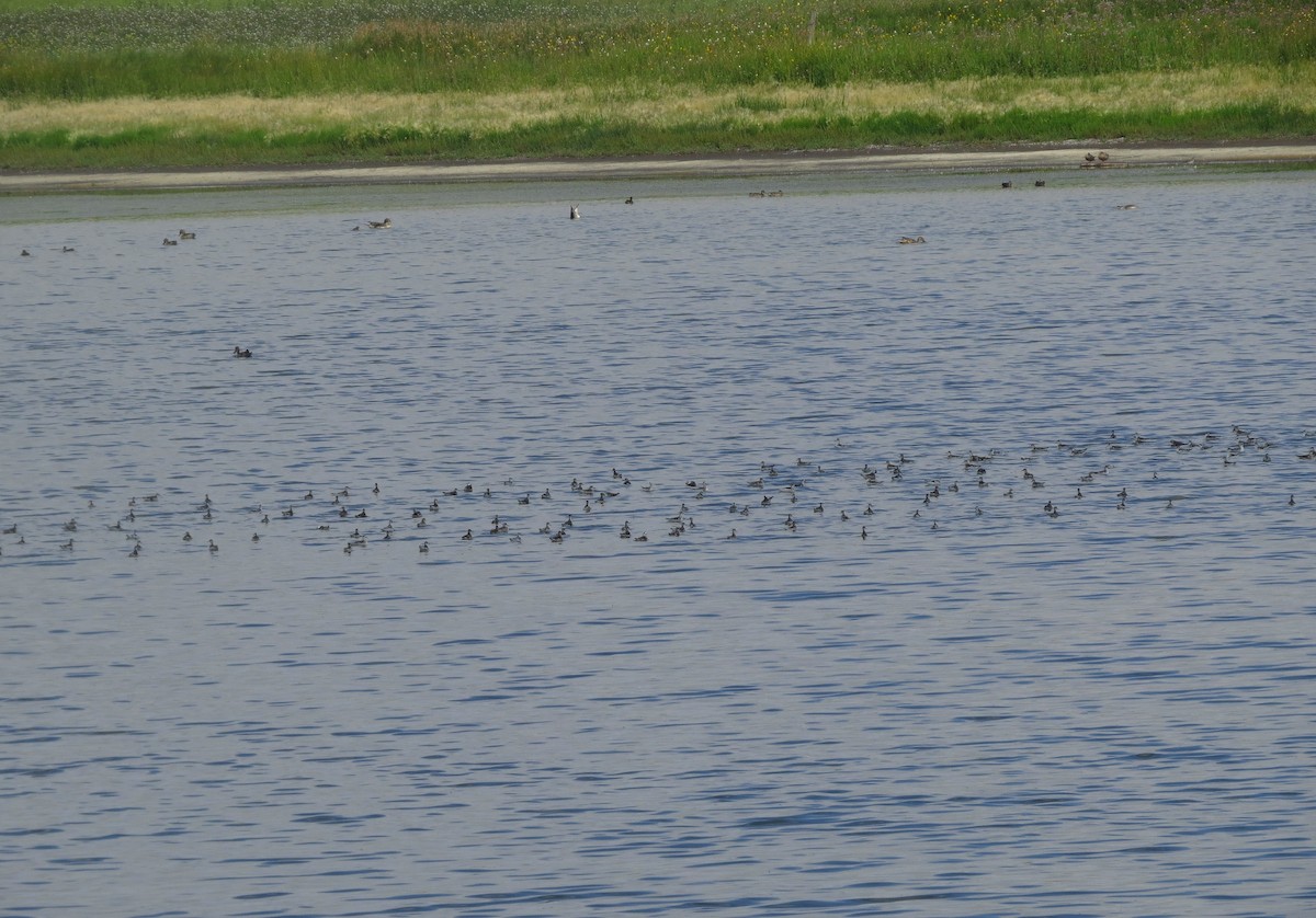 Нарийн сэлээхэй - ML622639307