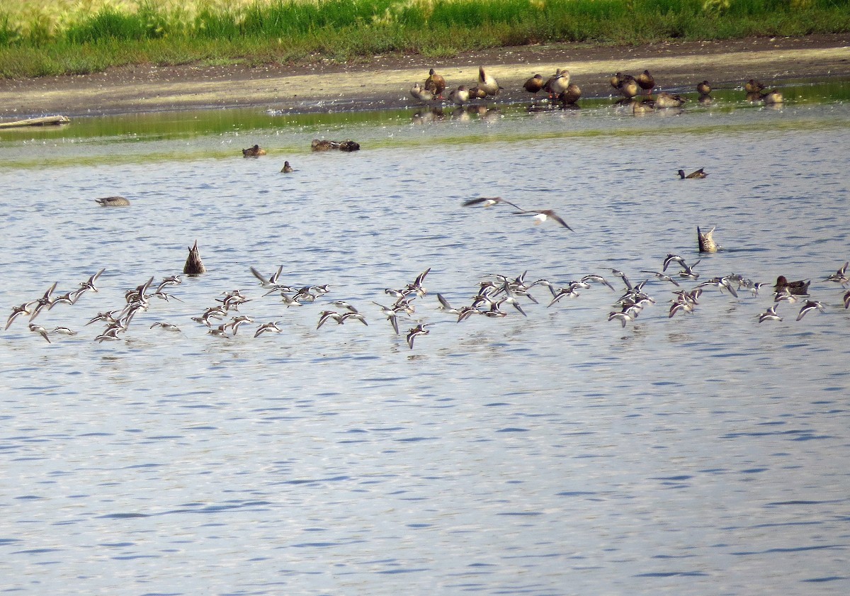 Нарийн сэлээхэй - ML622639311