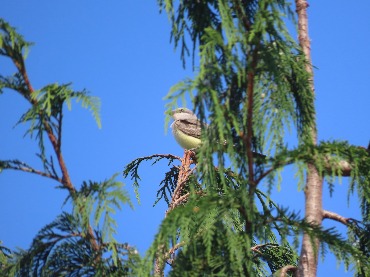 Western Kingbird - ML622639384