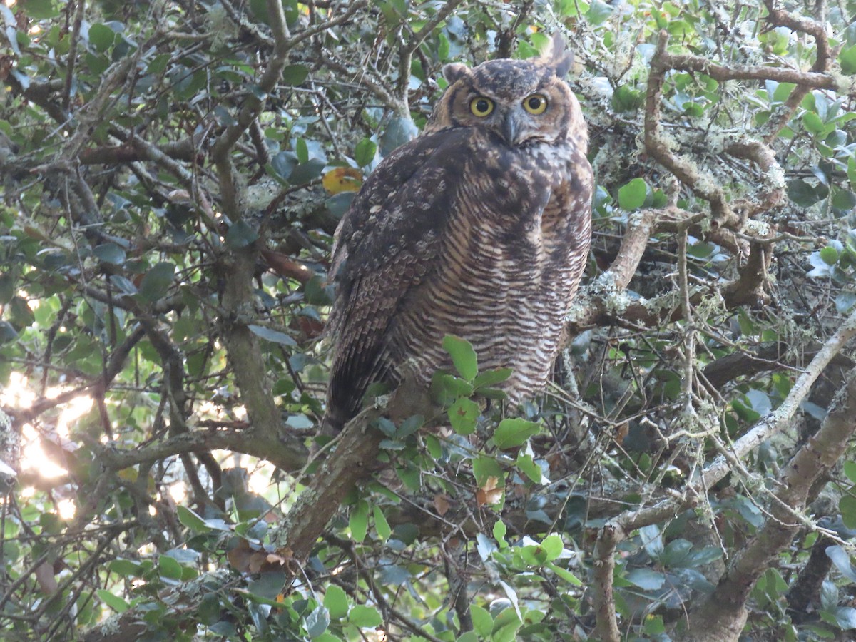 Great Horned Owl - ML622639389