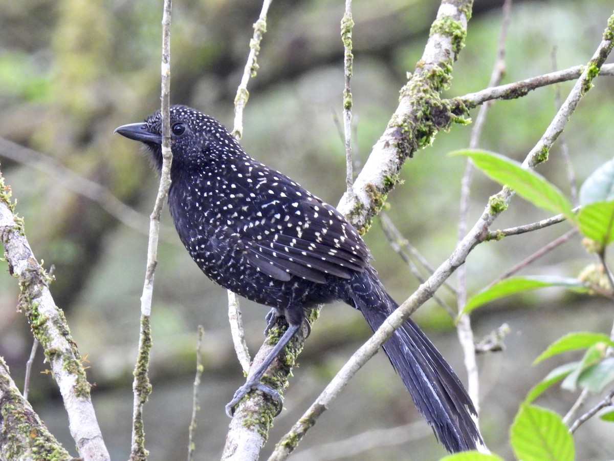 Large-tailed Antshrike - ML622639399