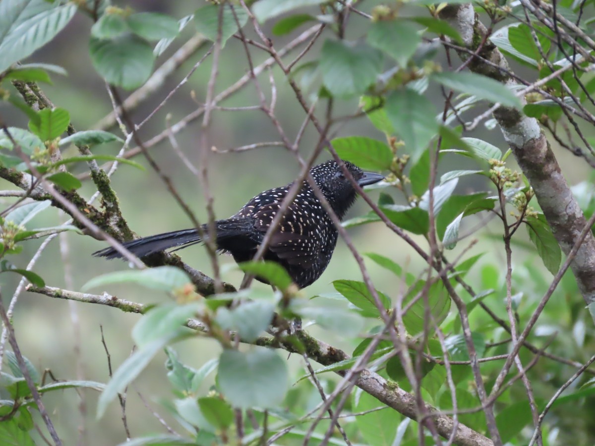 Large-tailed Antshrike - ML622639400