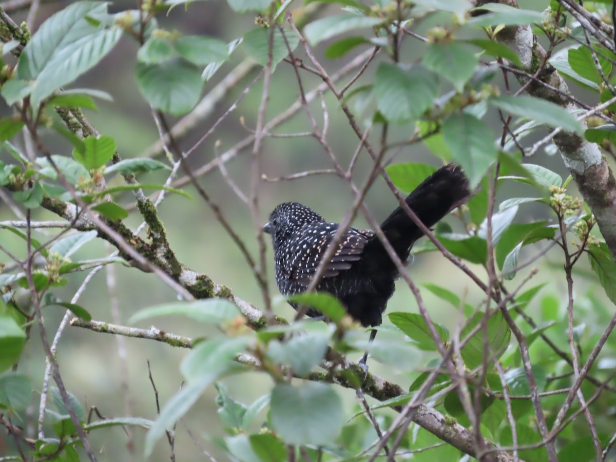 Large-tailed Antshrike - ML622639401