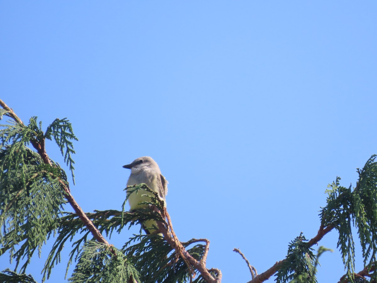 Western Kingbird - ML622639445