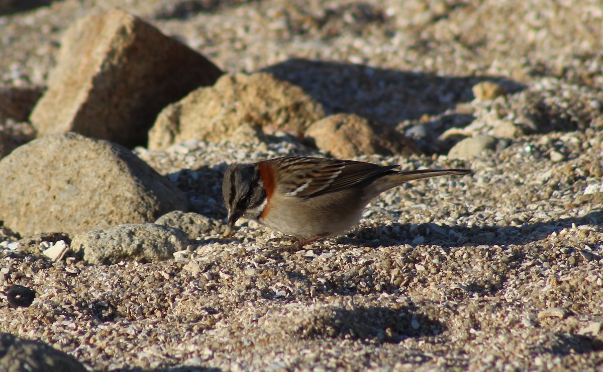 Rufous-collared Sparrow - ML622639453